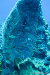 Malendure - îlet Pigeon